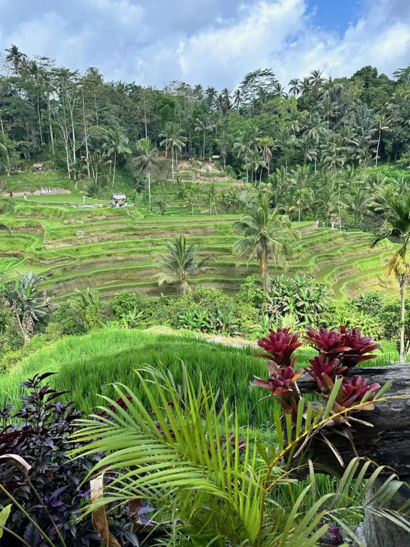 Green rice terraces in Bali